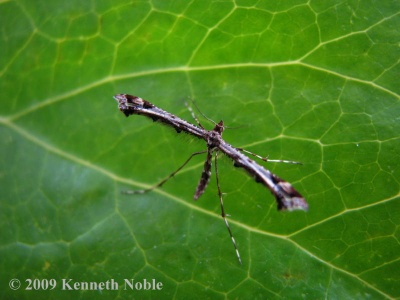 Amblyptilia acanthodactyla - Kenneth Noble